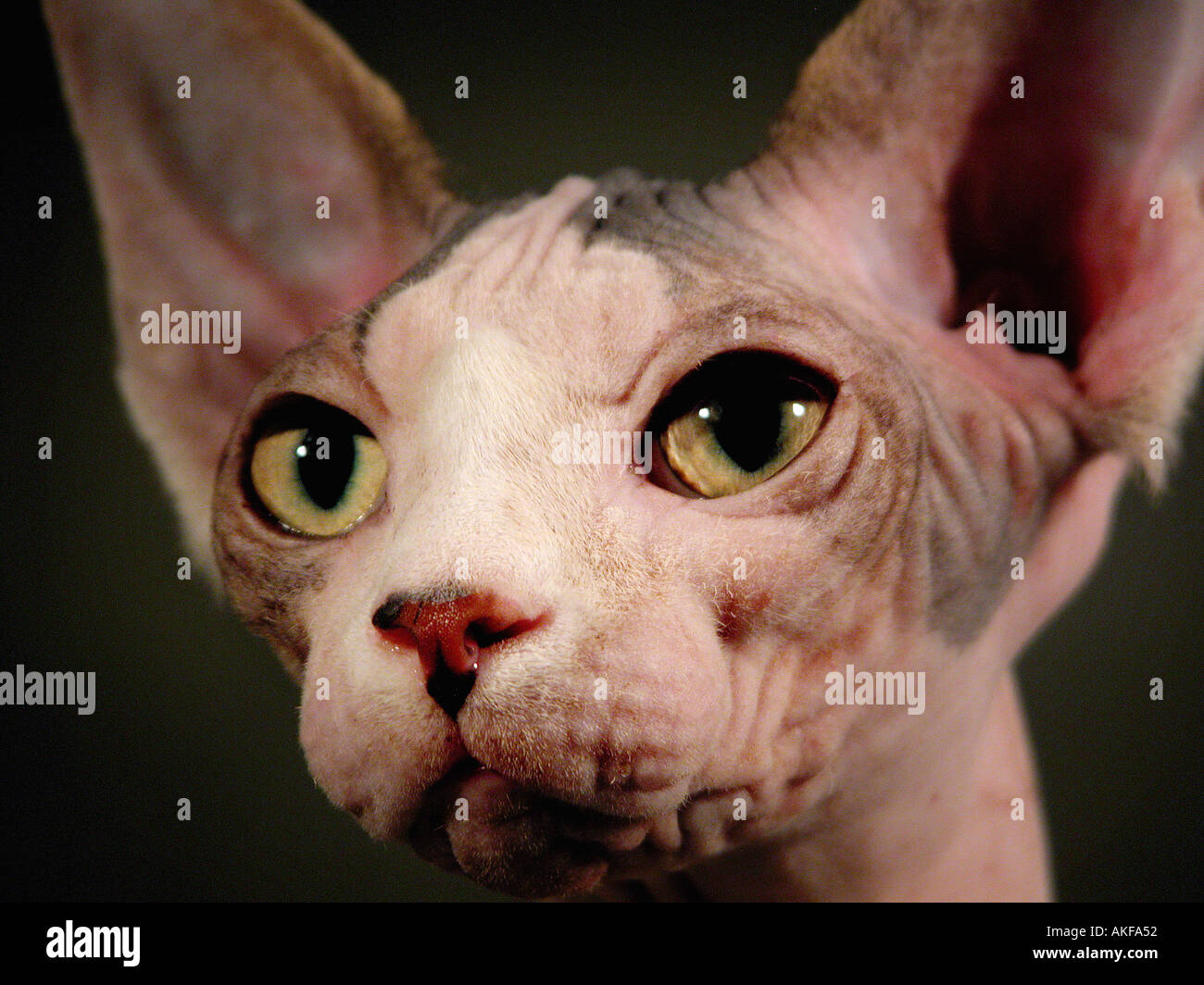 The face of a Sphynx Breed of Show Cat without Hair Stock Photo - Alamy The face of a Sphynx Breed of Show Cat without Hair Stock Photo - Alamy