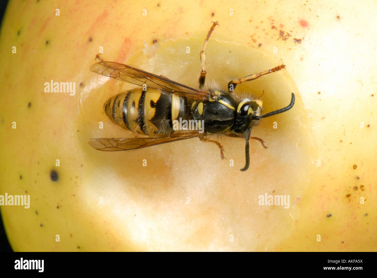A queen wasp Vespula vulgaris on an apple Stock Photo