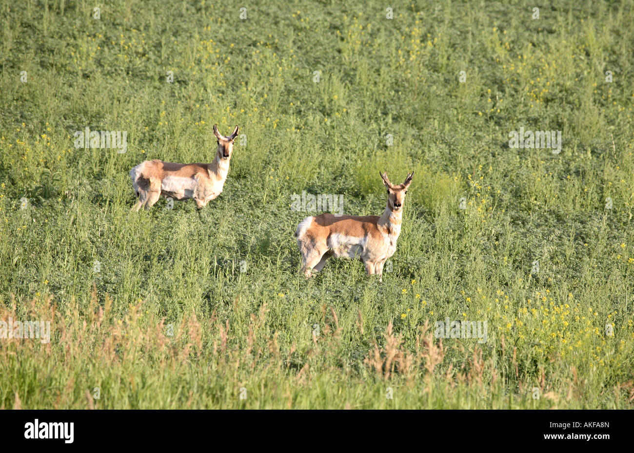 Pronghorn Antelope in field Stock Photo Alamy