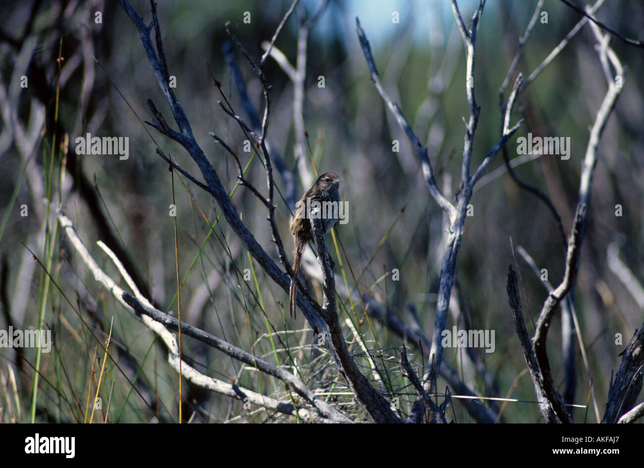 Fernbird Megalurus punctata Perched on branch New Zealand Stock Photo