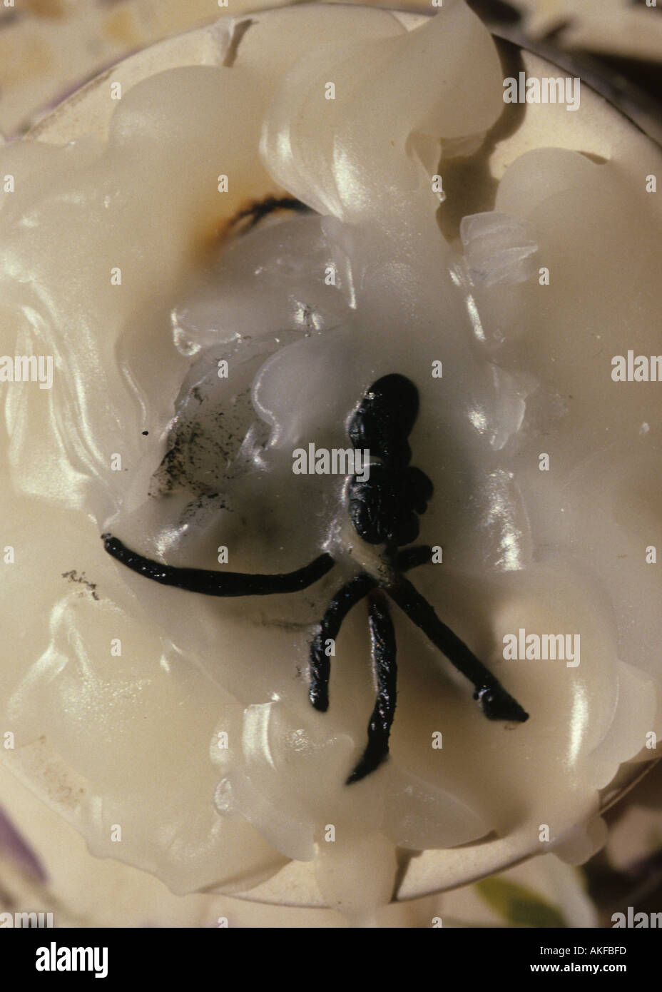 Burnout candle hires stock photography and images Alamy