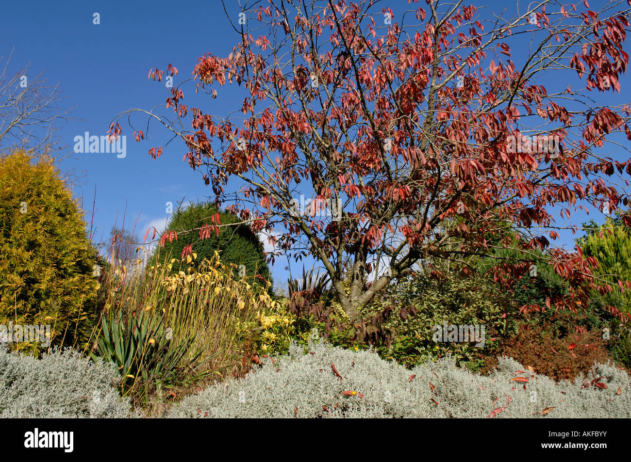 Autumn colours of Prunus Cornus and other plants in a November garden Devon Stock Photo