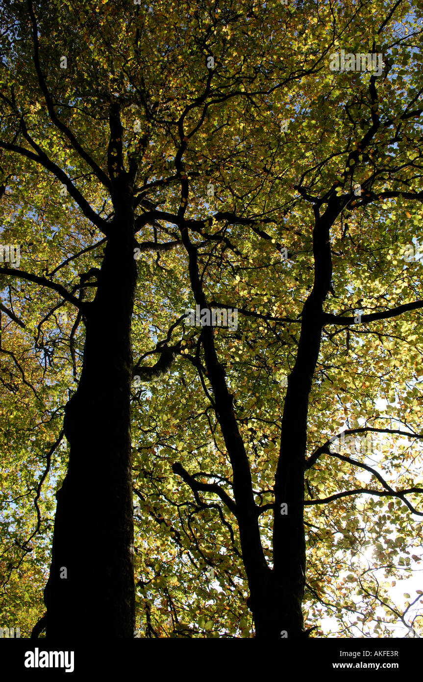 Tall beech trees hires stock photography and images Alamy