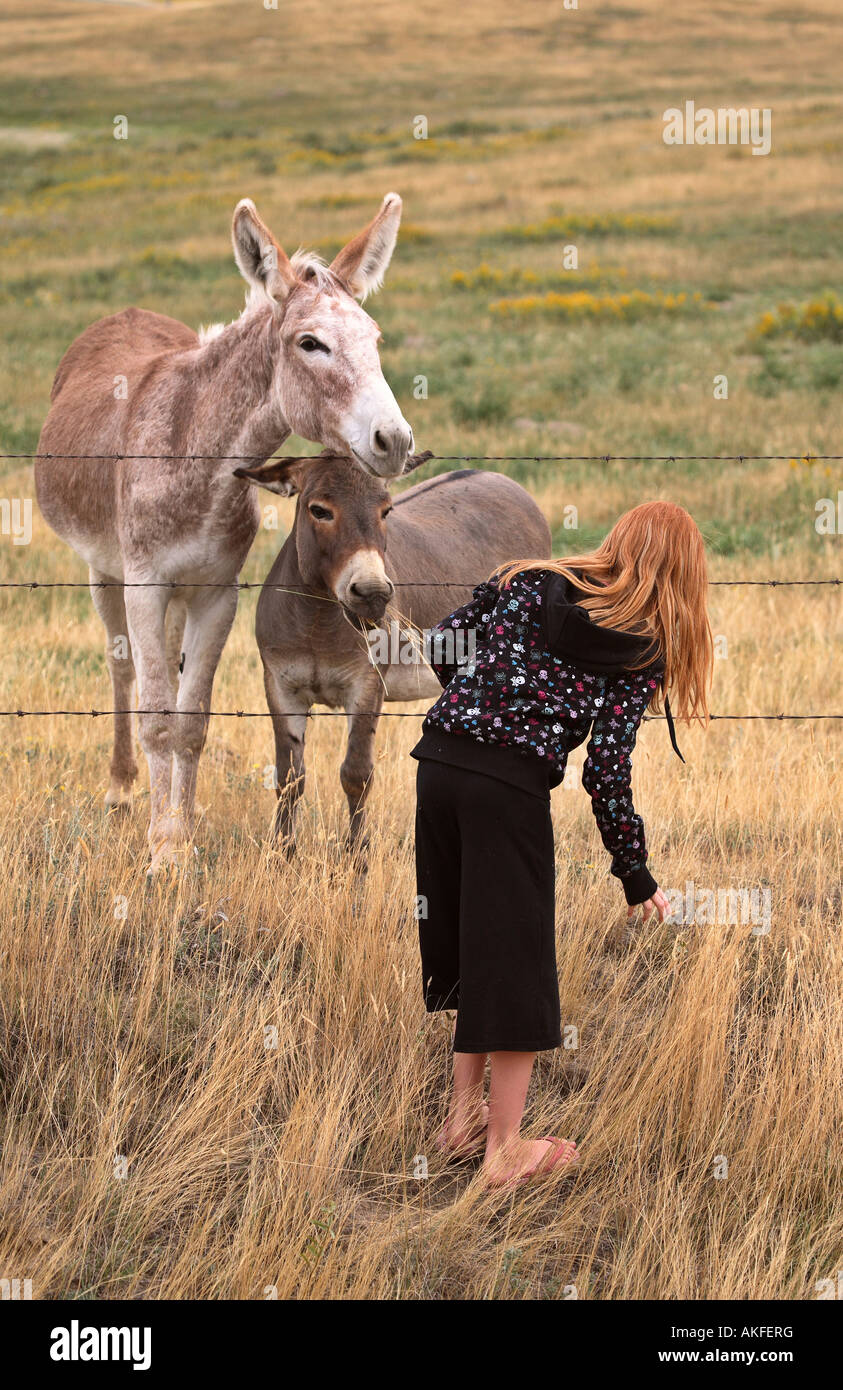 Young girl making friends with two donkeys Stock Photo - Alamy