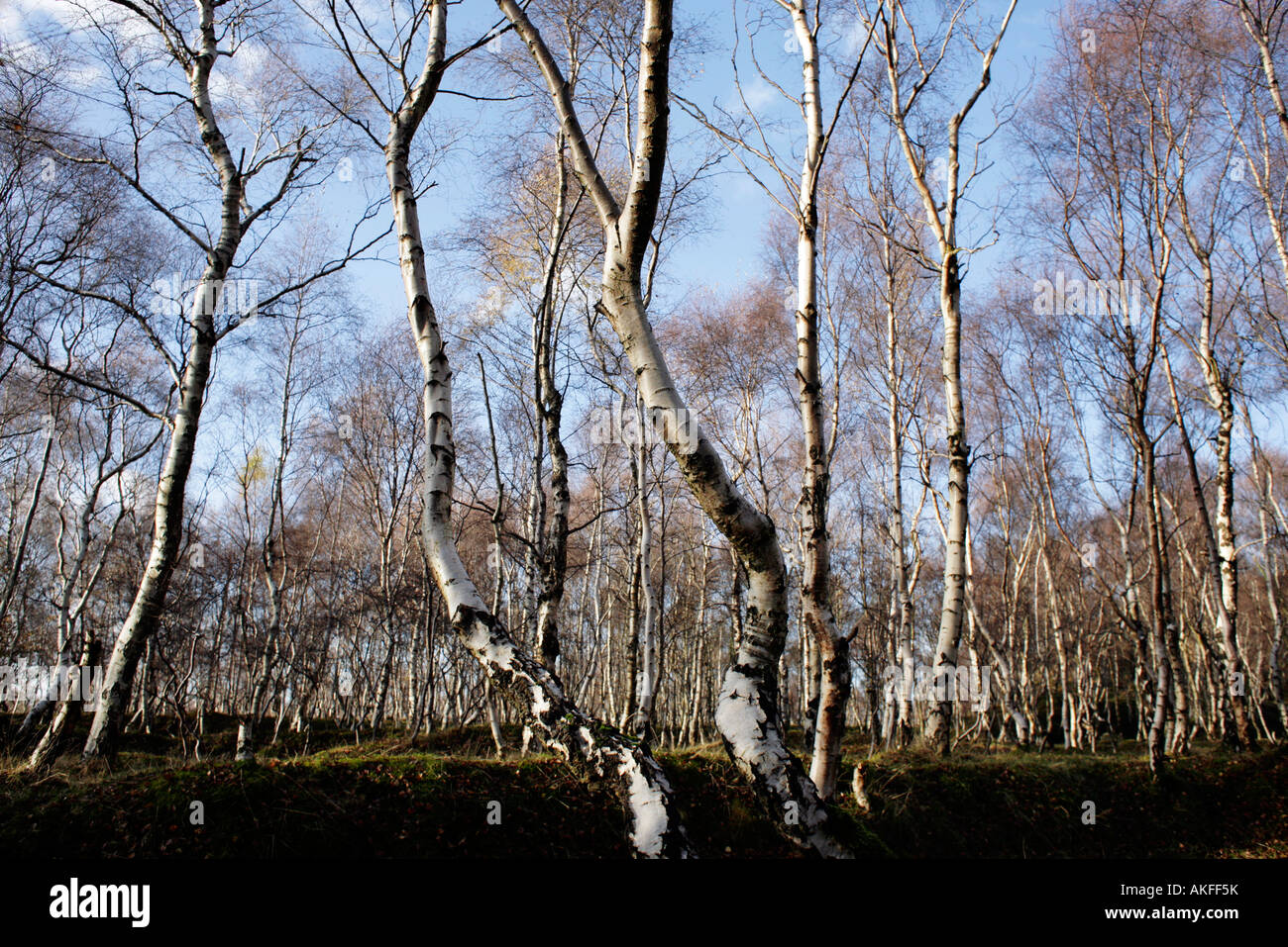 Silver birch trees in the Derbyshire Peak District, UK Stock Photo