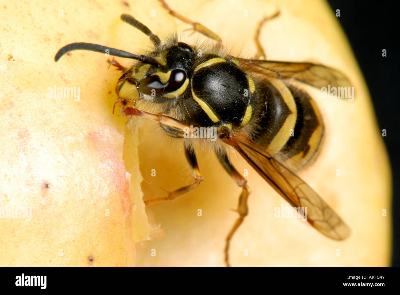 A queen wasp Vespula vulgaris on an apple Stock Photo