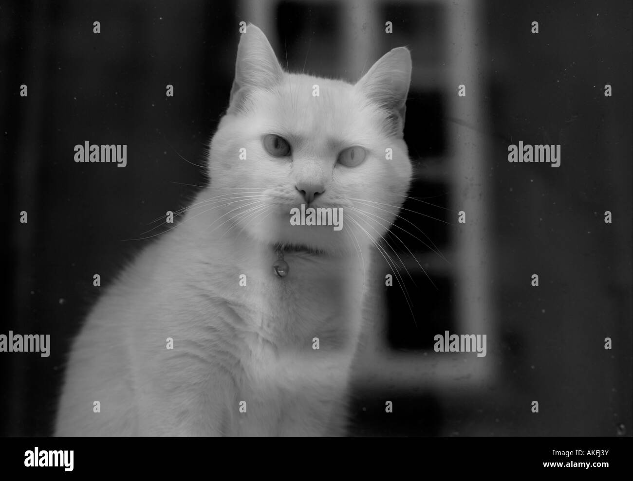 White cat peering through a dirty window Stock Photo Alamy