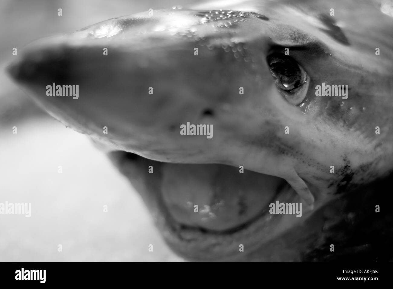 France fish market Black and White Stock Photos & Images - Alamy
