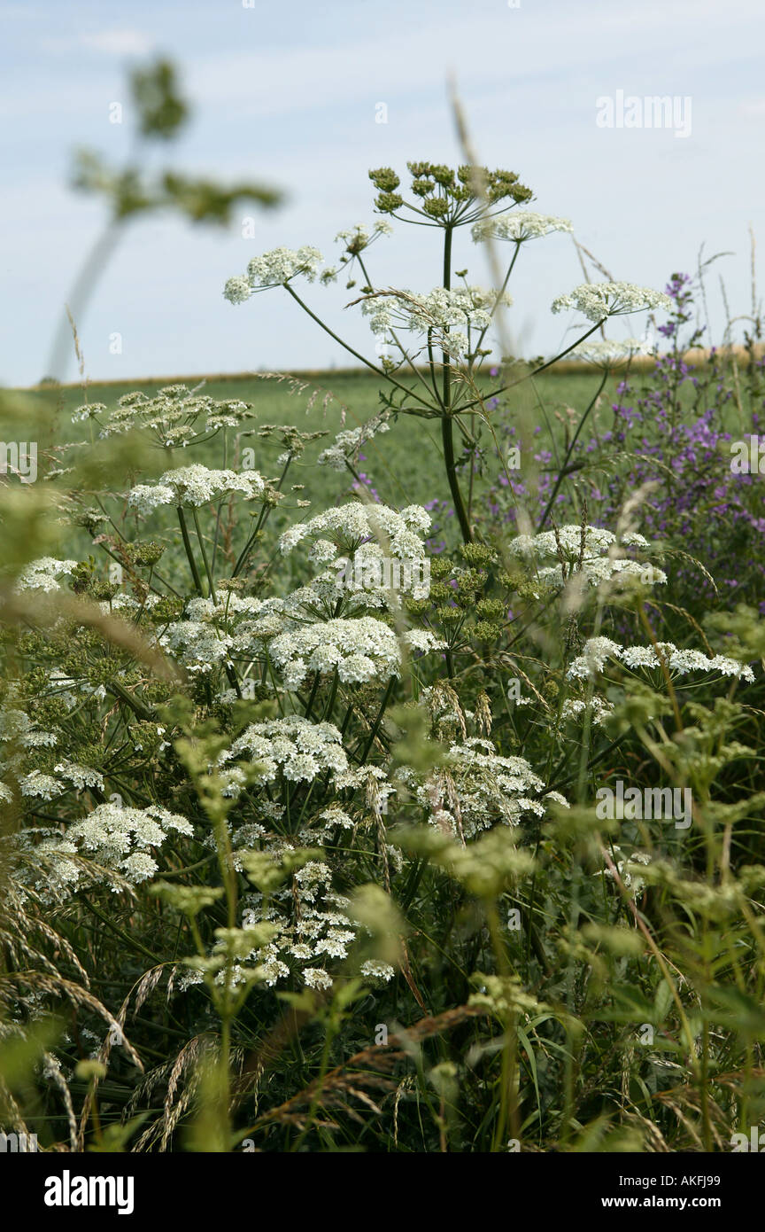 a detail concept of british wildlife in hedgerow Stock Photo