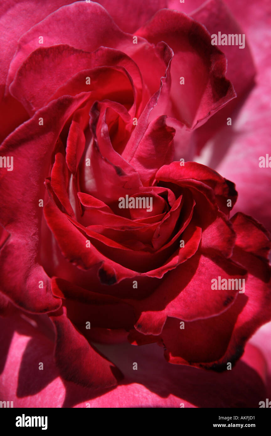 detail of the soft centre or heart of a crimson red rose in natural day ight surroundings Stock Photo