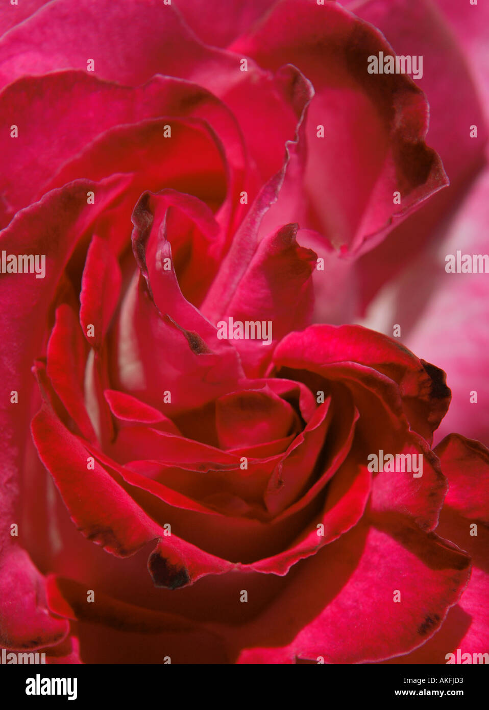 detail of the centre or heart of a crimson red rose Stock Photo