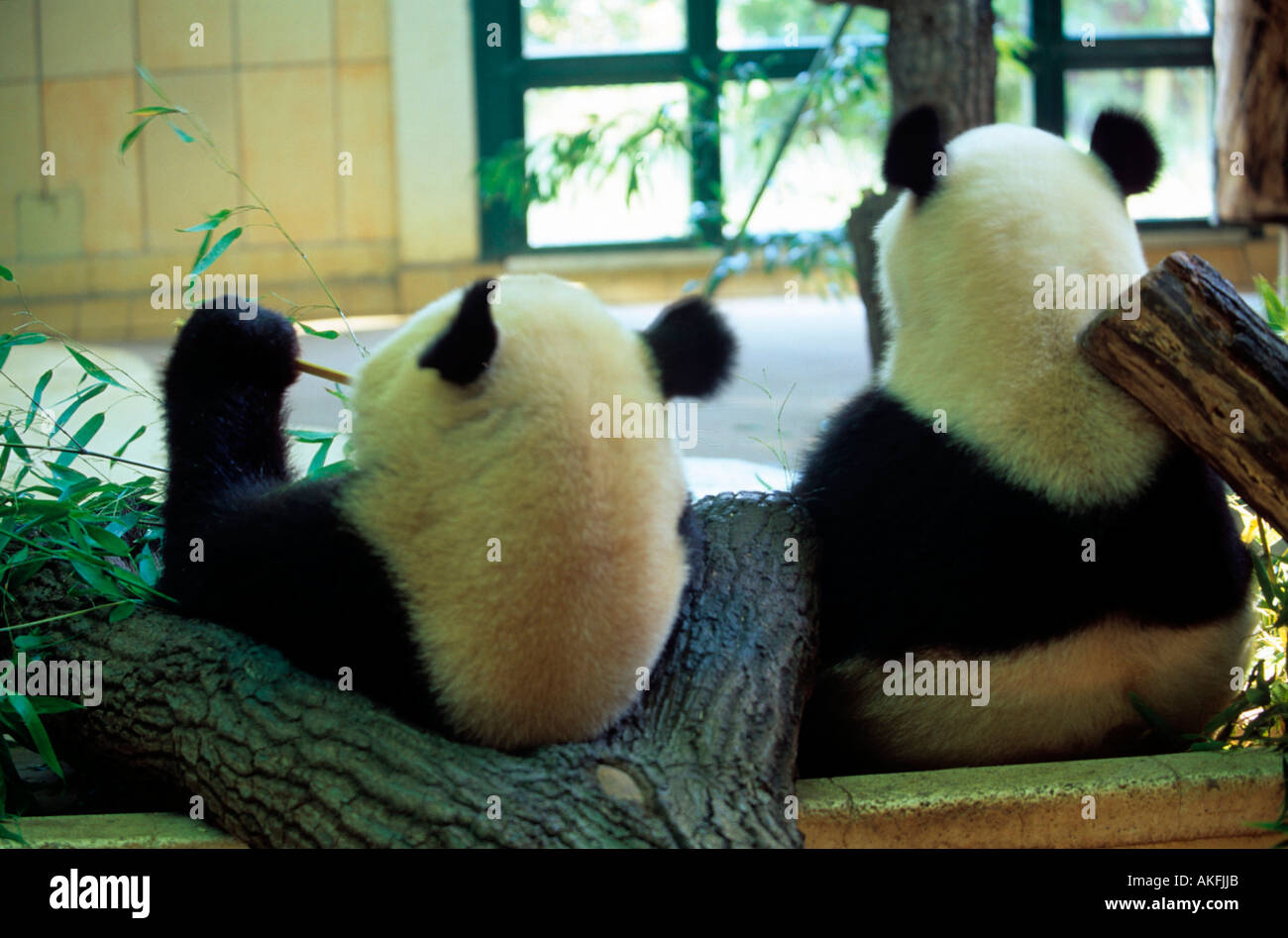 Pandabären im Tiergarten Stock Photo