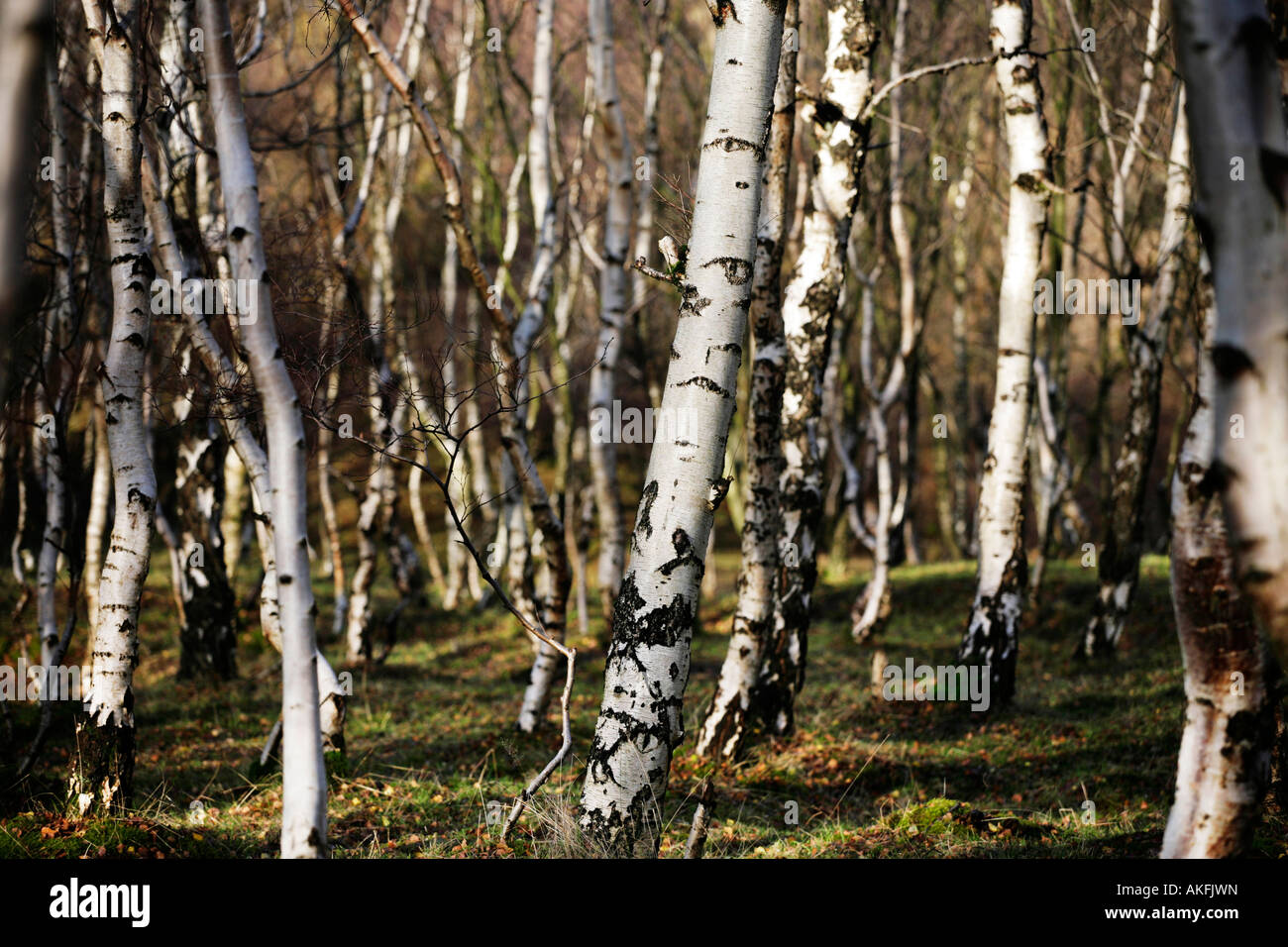 Silver birch trees in the Derbyshire Peak District, UK Stock Photo