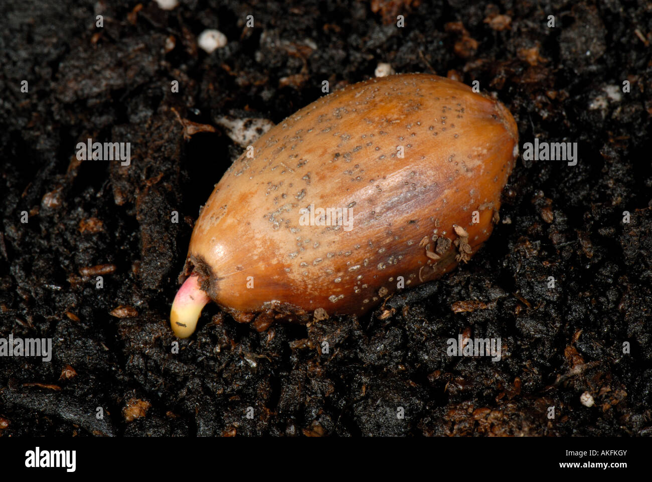 An oak Quercus robur acorn lying on the soil germinating and sending down the first root Stock Photo