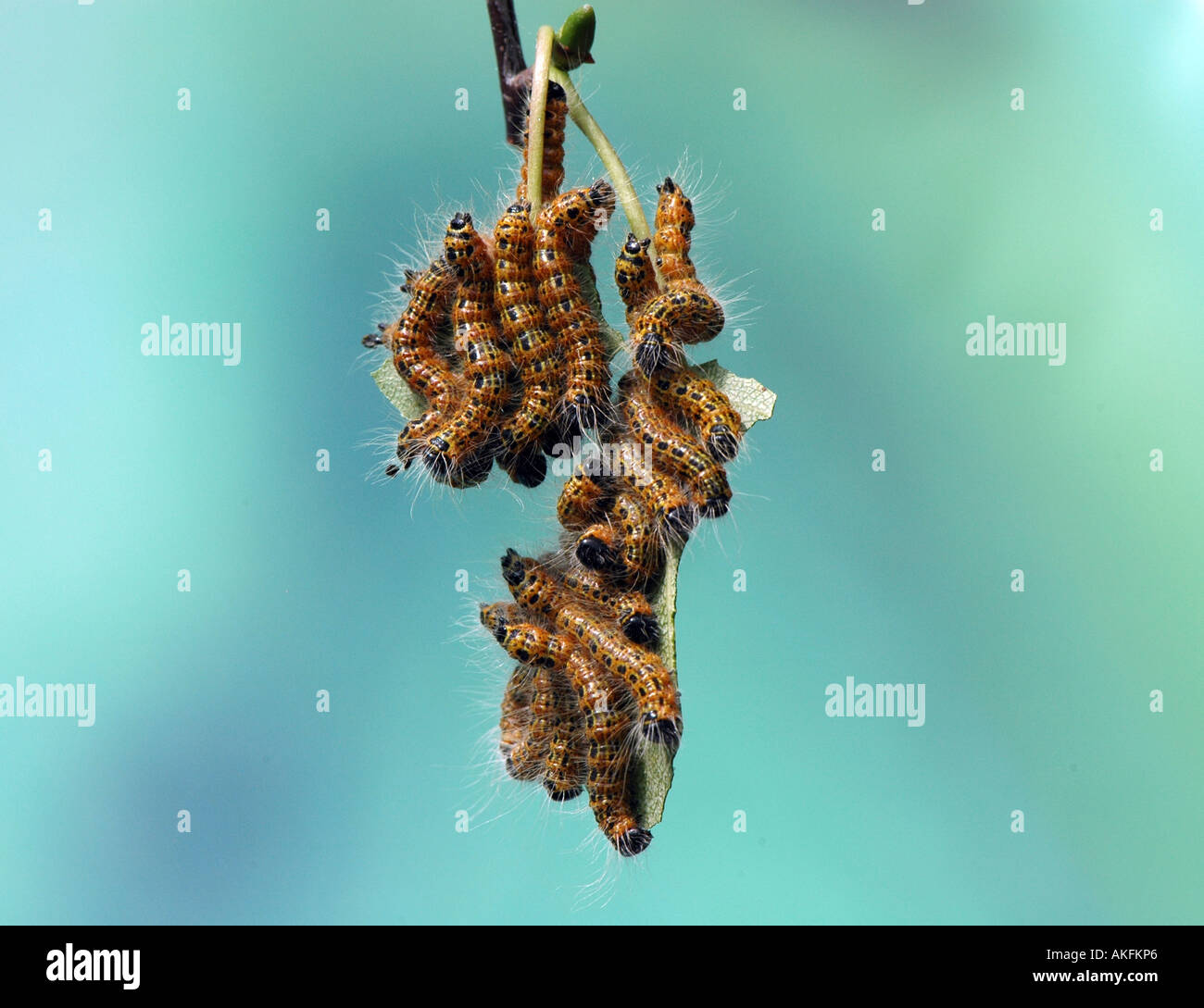 Large Cabbage white caterpillars Stock Photo - Alamy