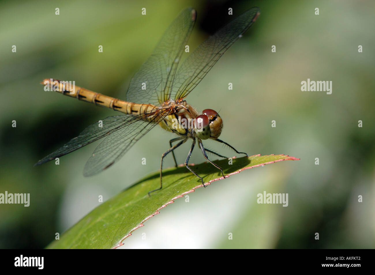 Dragonfly Brown Hawker Stock Photo