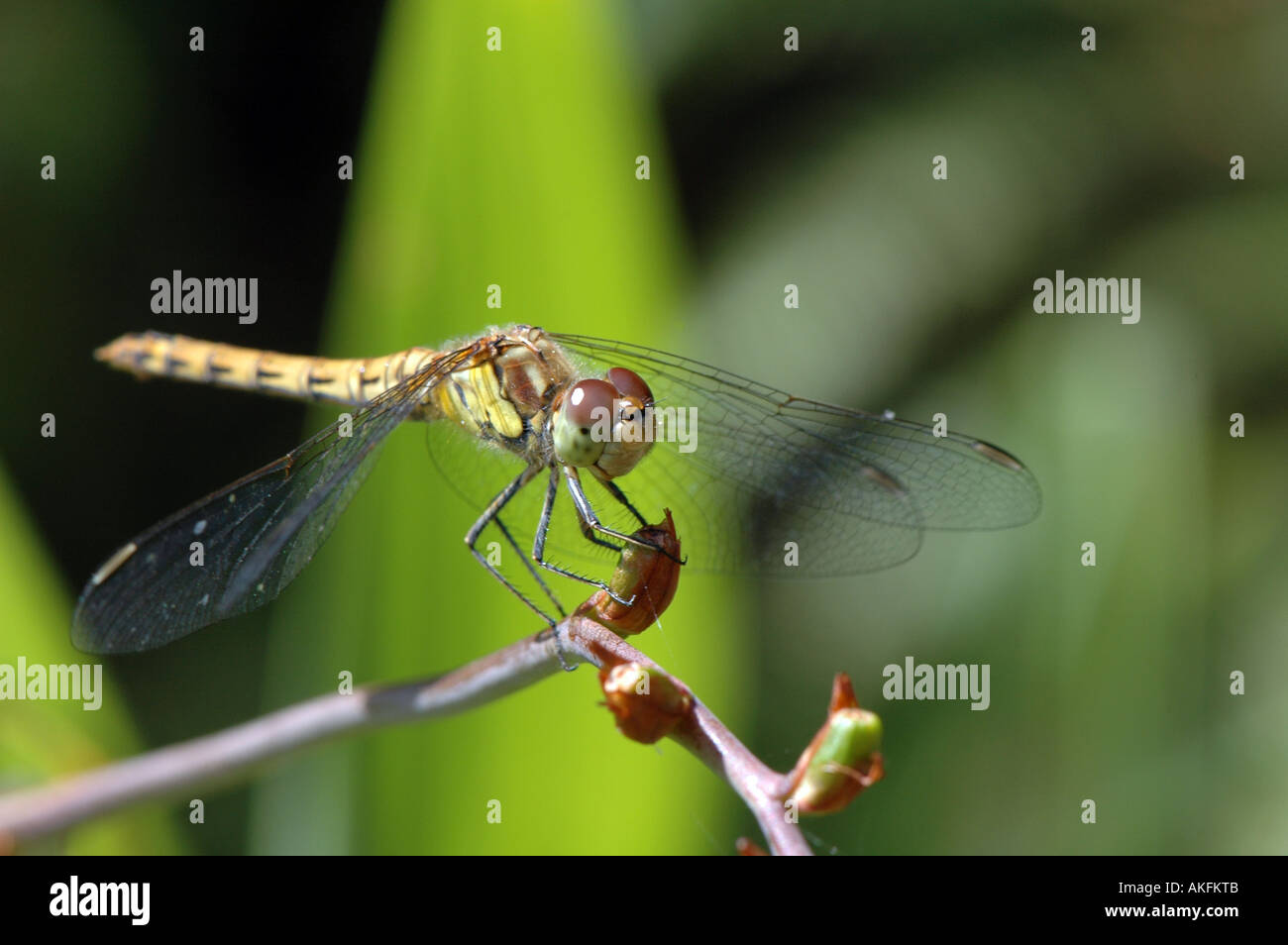 Dragonfly Brown hawker Stock Photo