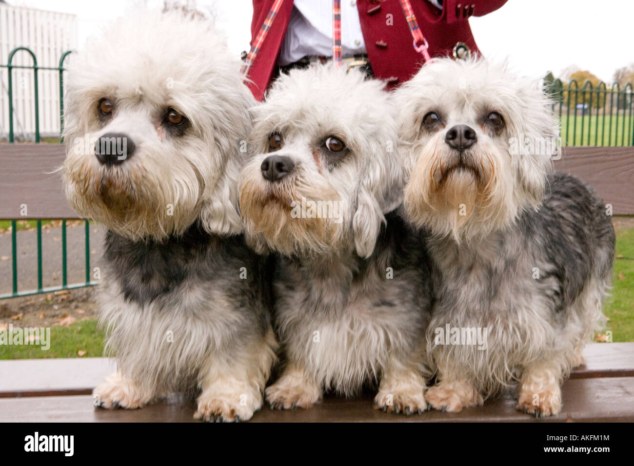 Dandie Dinmont terriers: The dogs with the soulful eyes who can't help but  make you smile