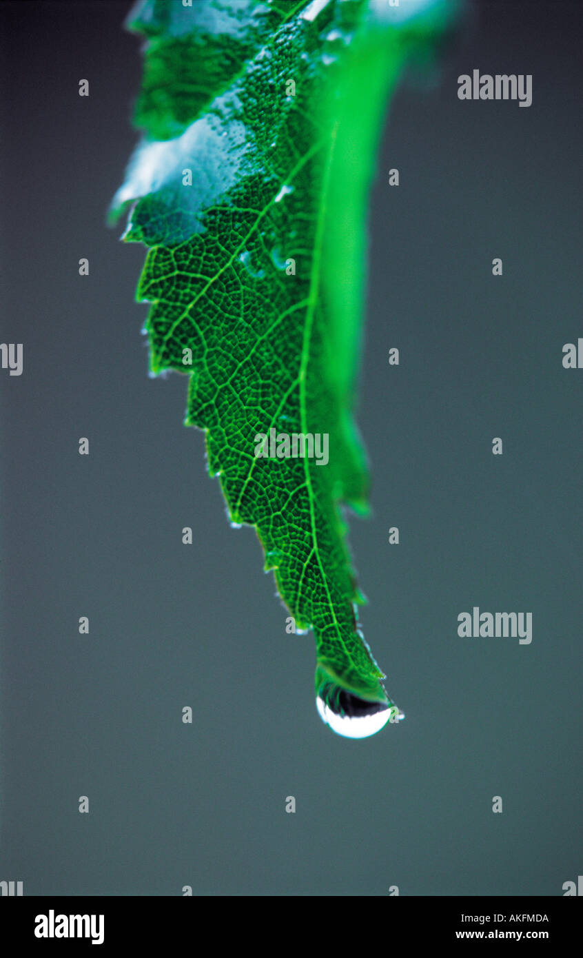 WATER DROPLET ON A LEAF Stock Photo - Alamy