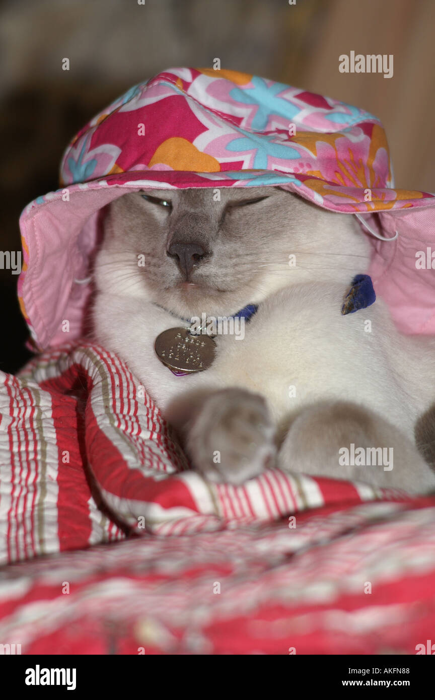 Cat in the hat hi-res stock photography and images - Page 28 - Alamy
