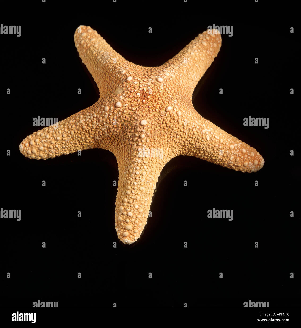 dried seastar Stock Photo