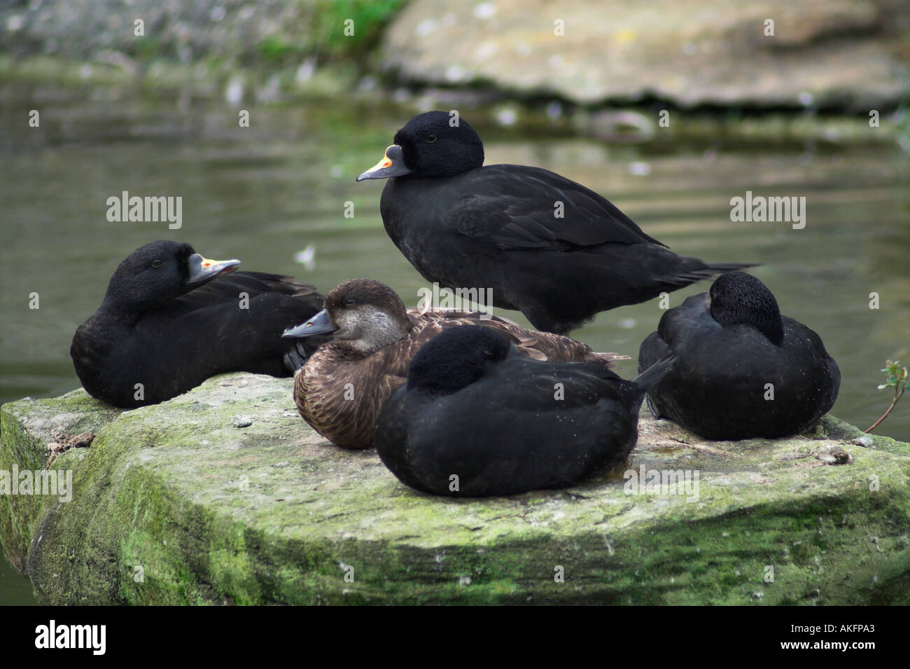 Common Scoter (Melanitta nigra) Stock Photo