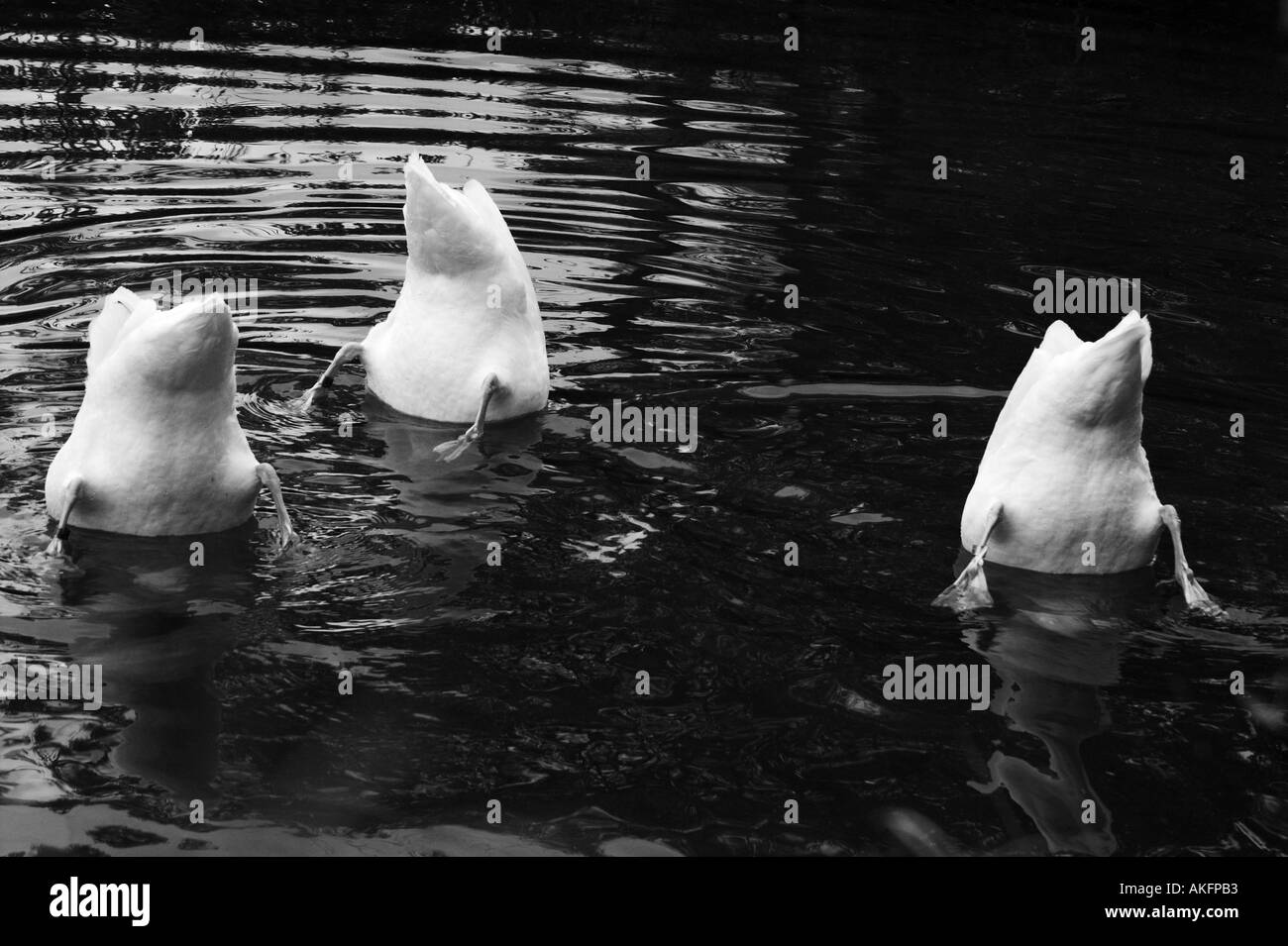 three swans up ending showing their bottoms Stock Photo