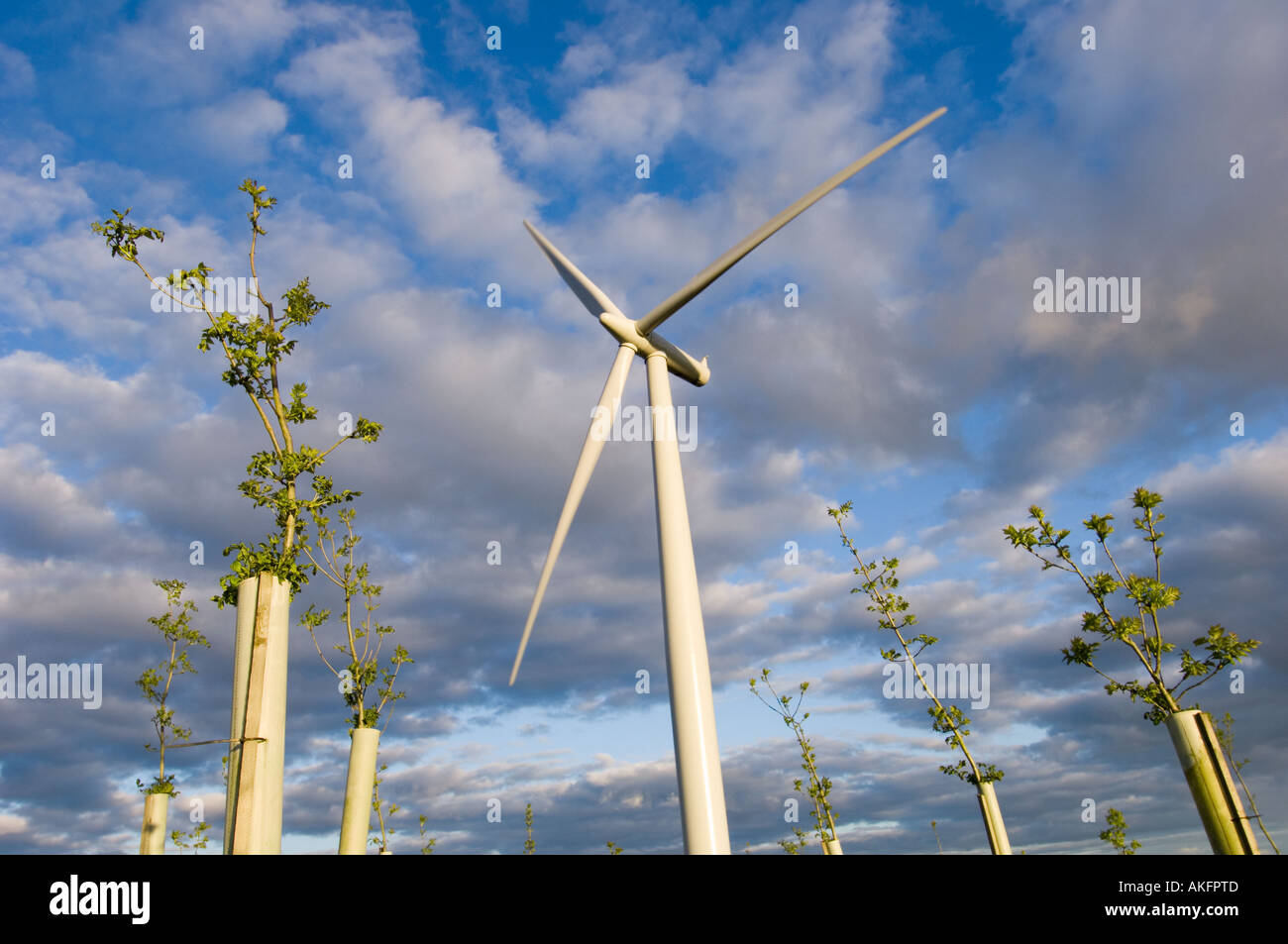 A 2.3 megawatt wind turbine with planted hardwood trees, Scotland Stock