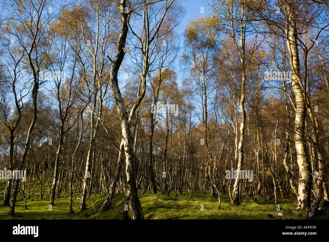 Birch Trees at Bole Hill Wood near Grindleford in the Peak District