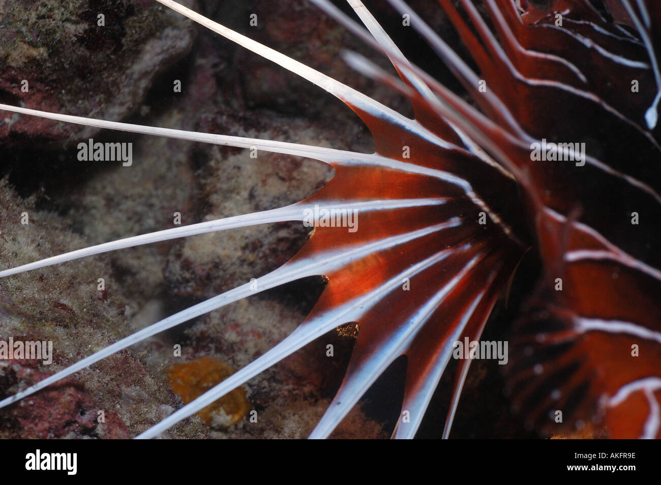 Lionfish fin close up Maldives Stock Photo