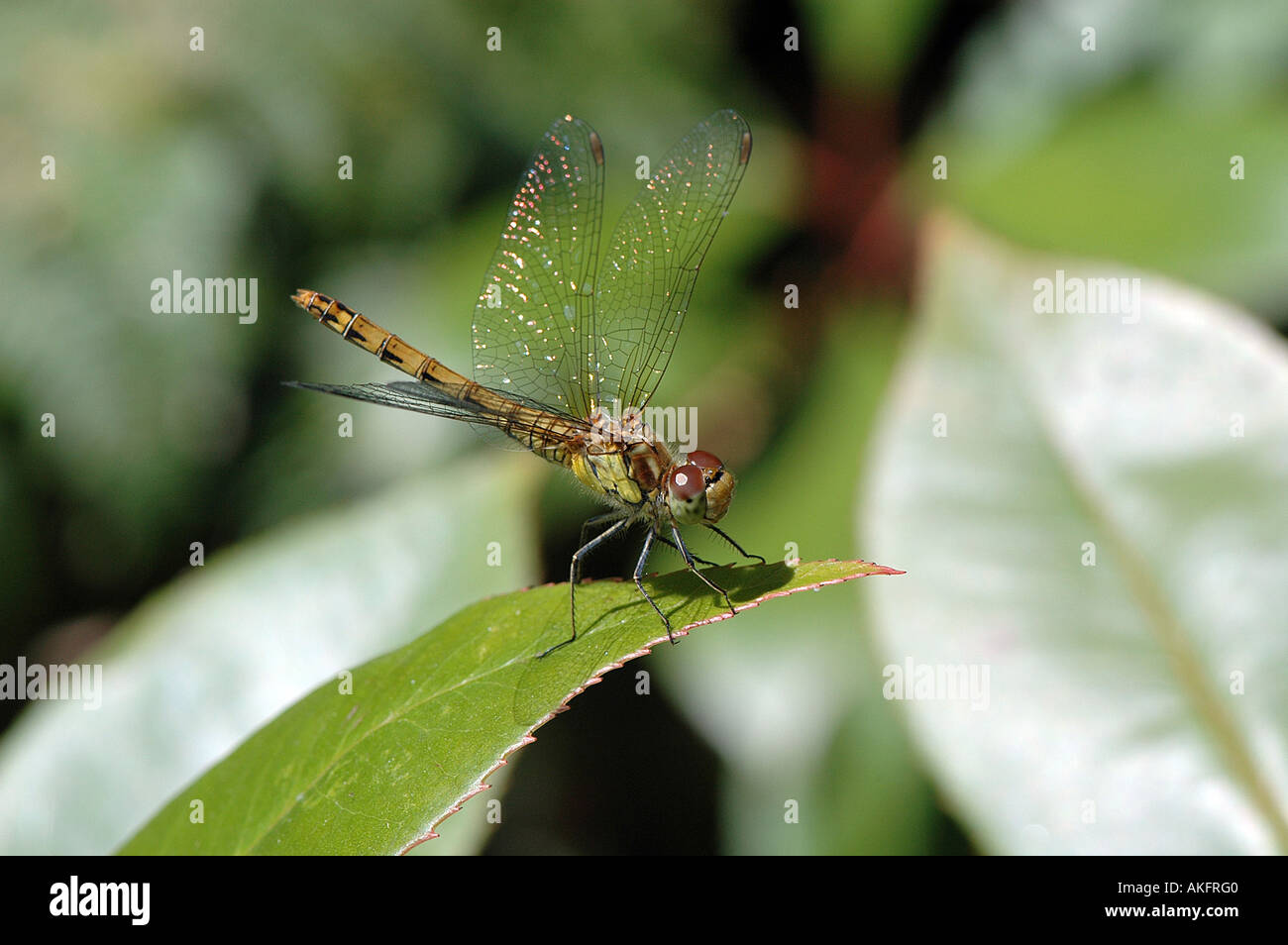 Dragonfly Brown Hawker Stock Photo