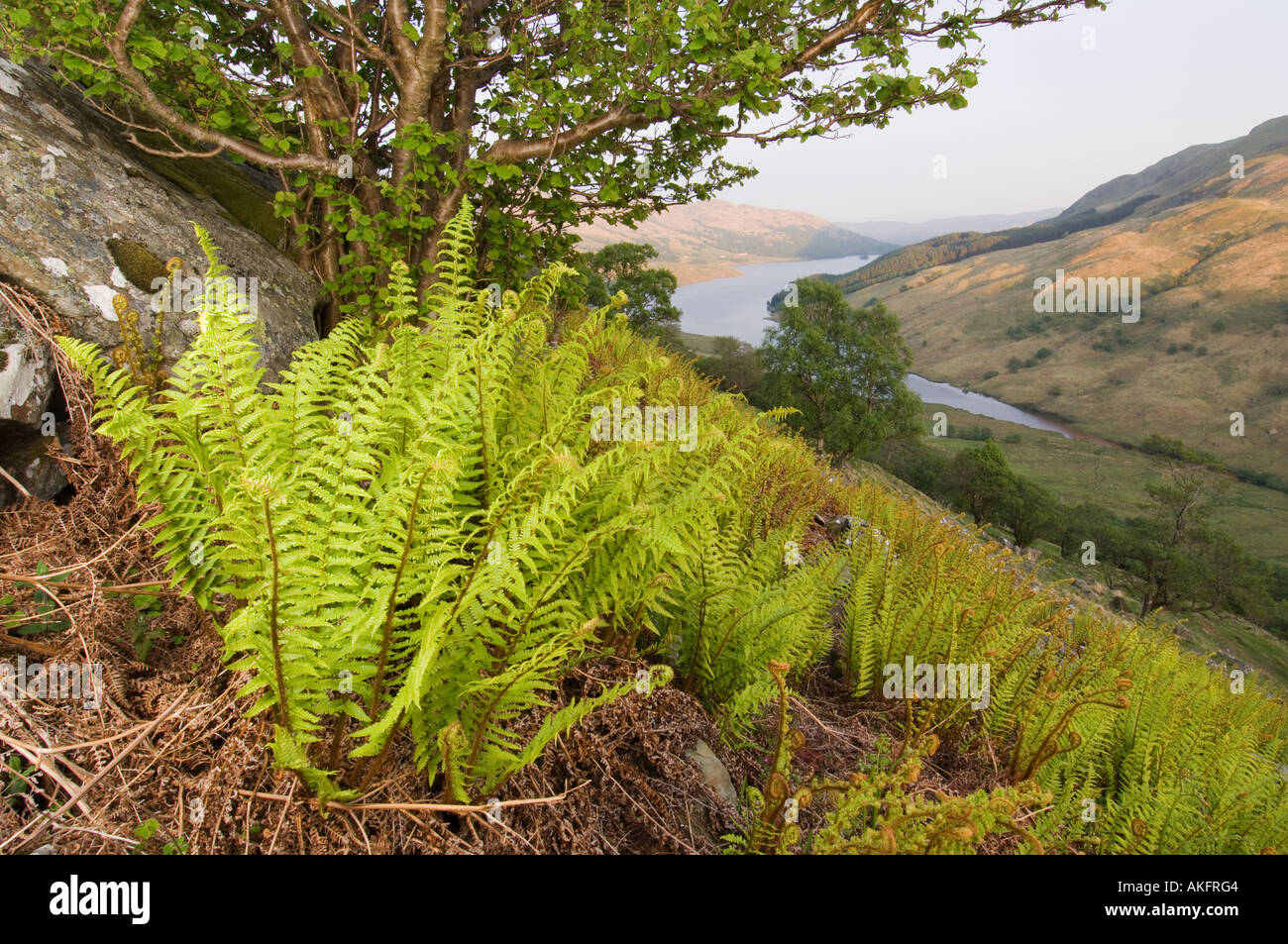 Scaly male fern, Glen Finglas, Scotland Stock Photo
