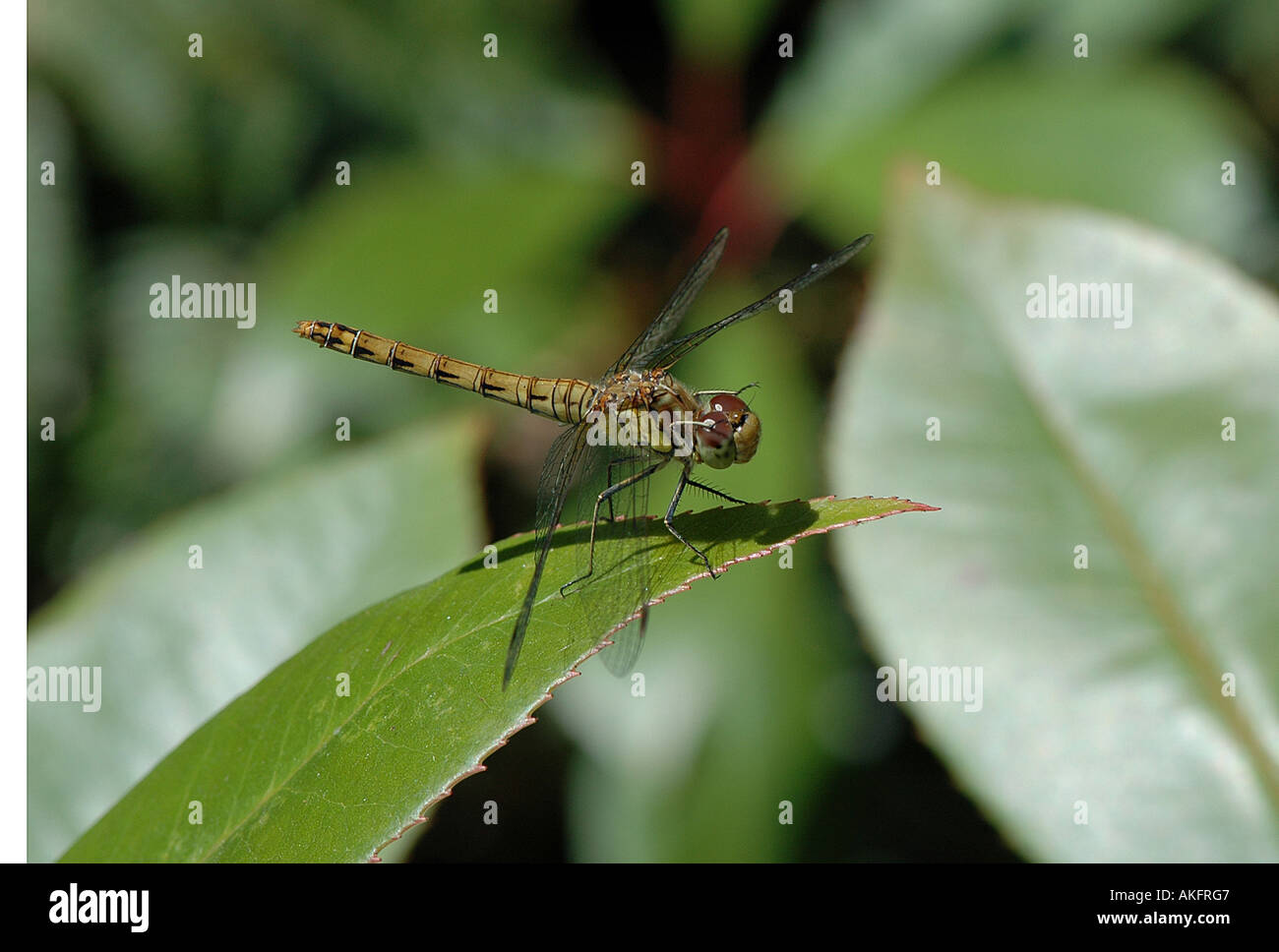 Dragonfly Brown Hawker Stock Photo