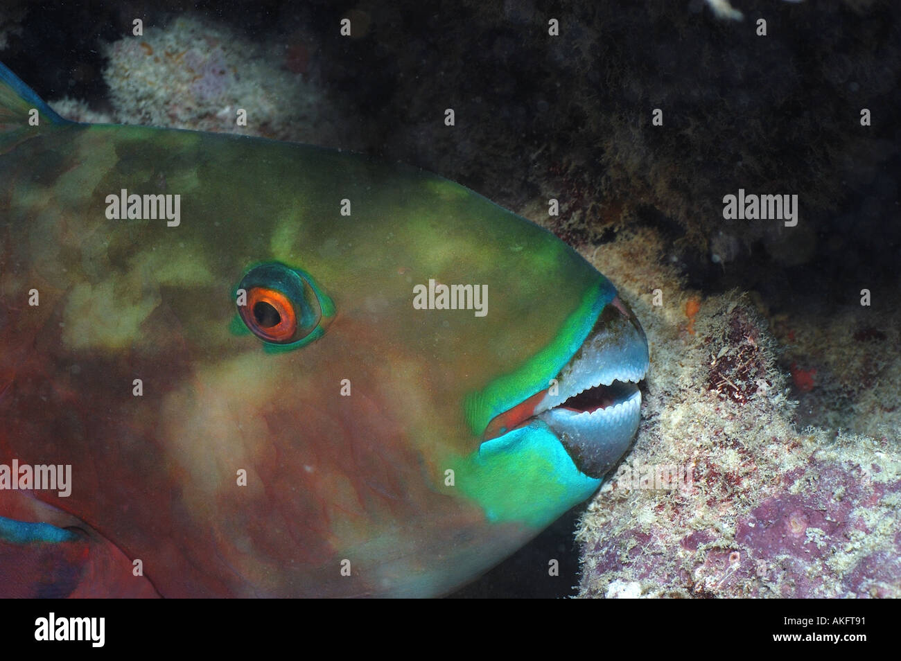 Parrotfish close up of head and beak Maldives Stock Photo