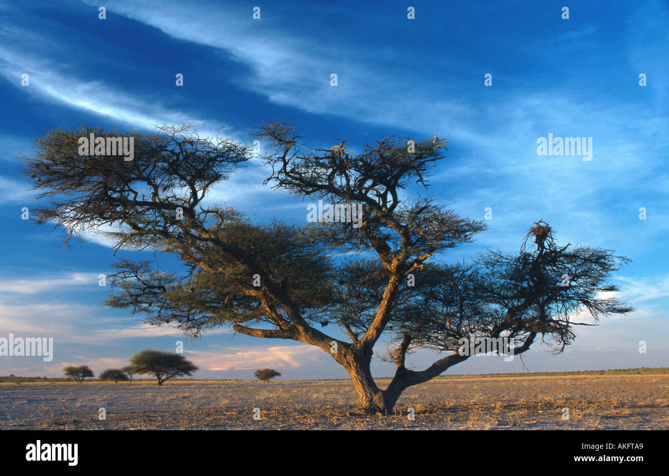 camel thorn, giraffe thorn (Acacia erioloba), in the savanna, Botswana, Kalahari Stock Photo
