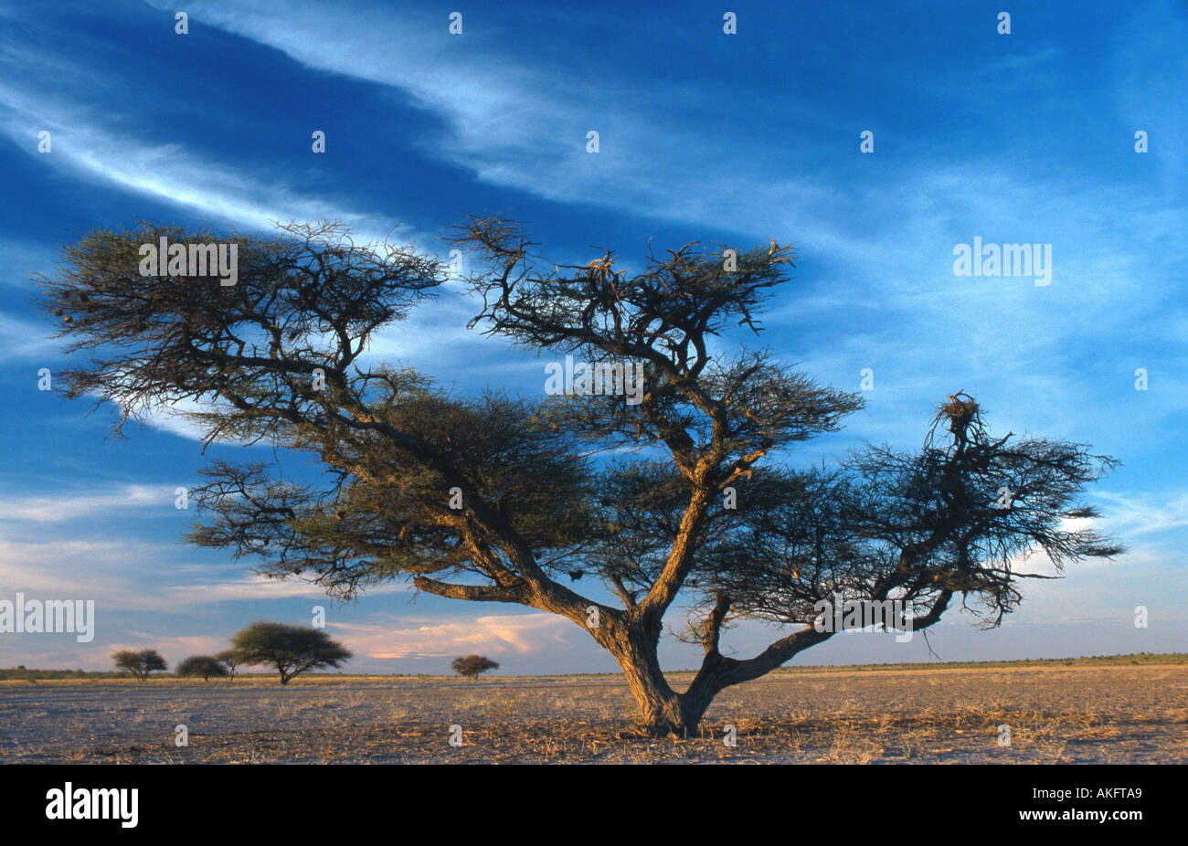 camel-thorn-giraffe-thorn-acacia-erioloba-in-the-savanna-botswana
