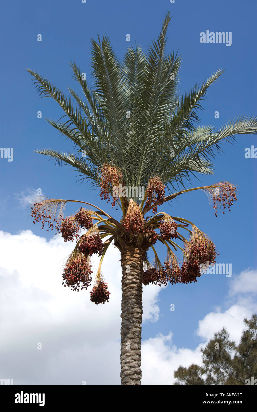 Date Tree Stock Photo - Alamy