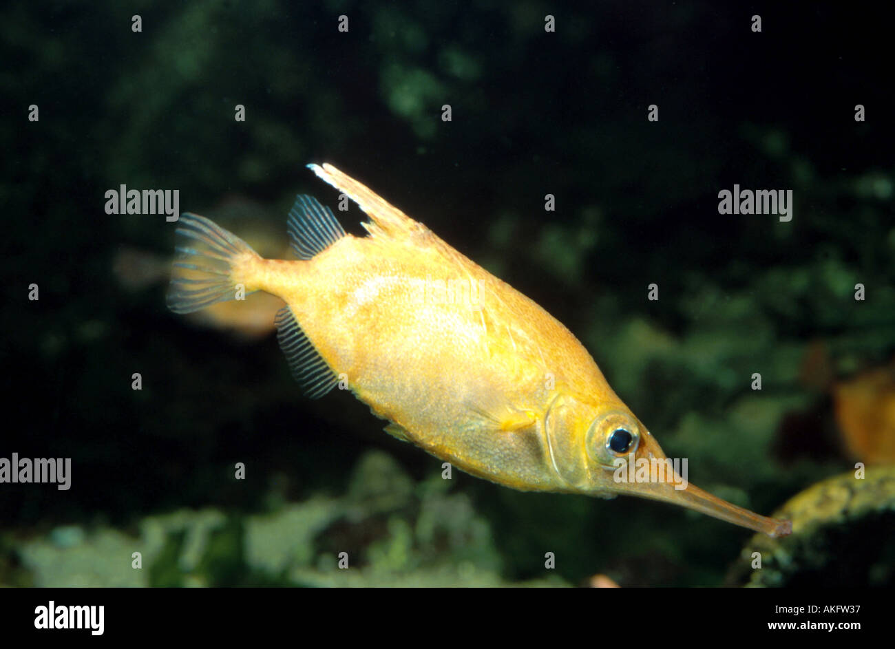 snipefish (Macroramphosus scolopax), schwimmend Stock Photo