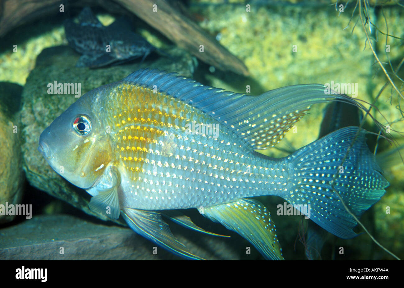 thread-finned cichlid, threadfin acara (Acarichthys heckeli) Stock Photo