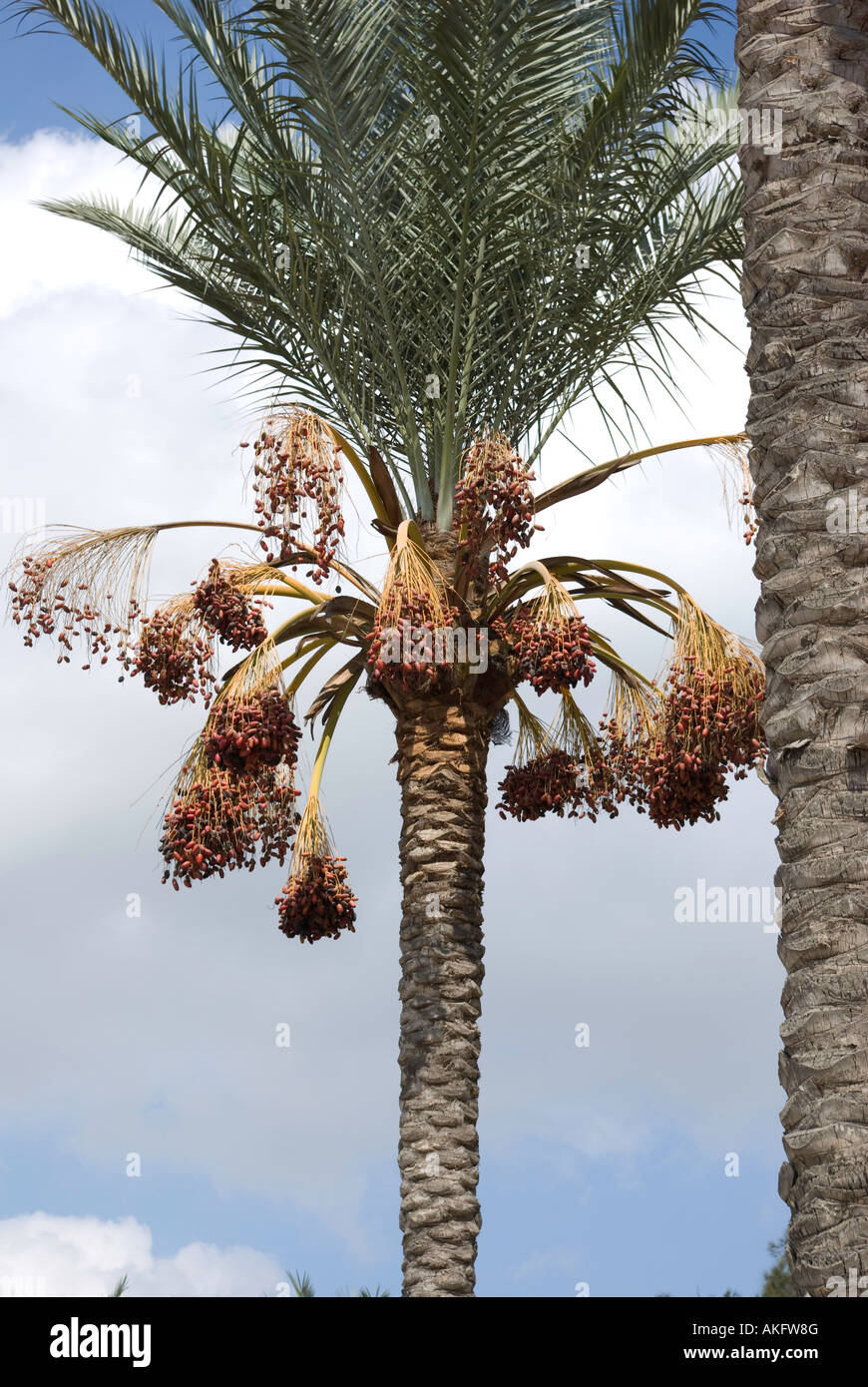Date Tree Stock Photo - Alamy