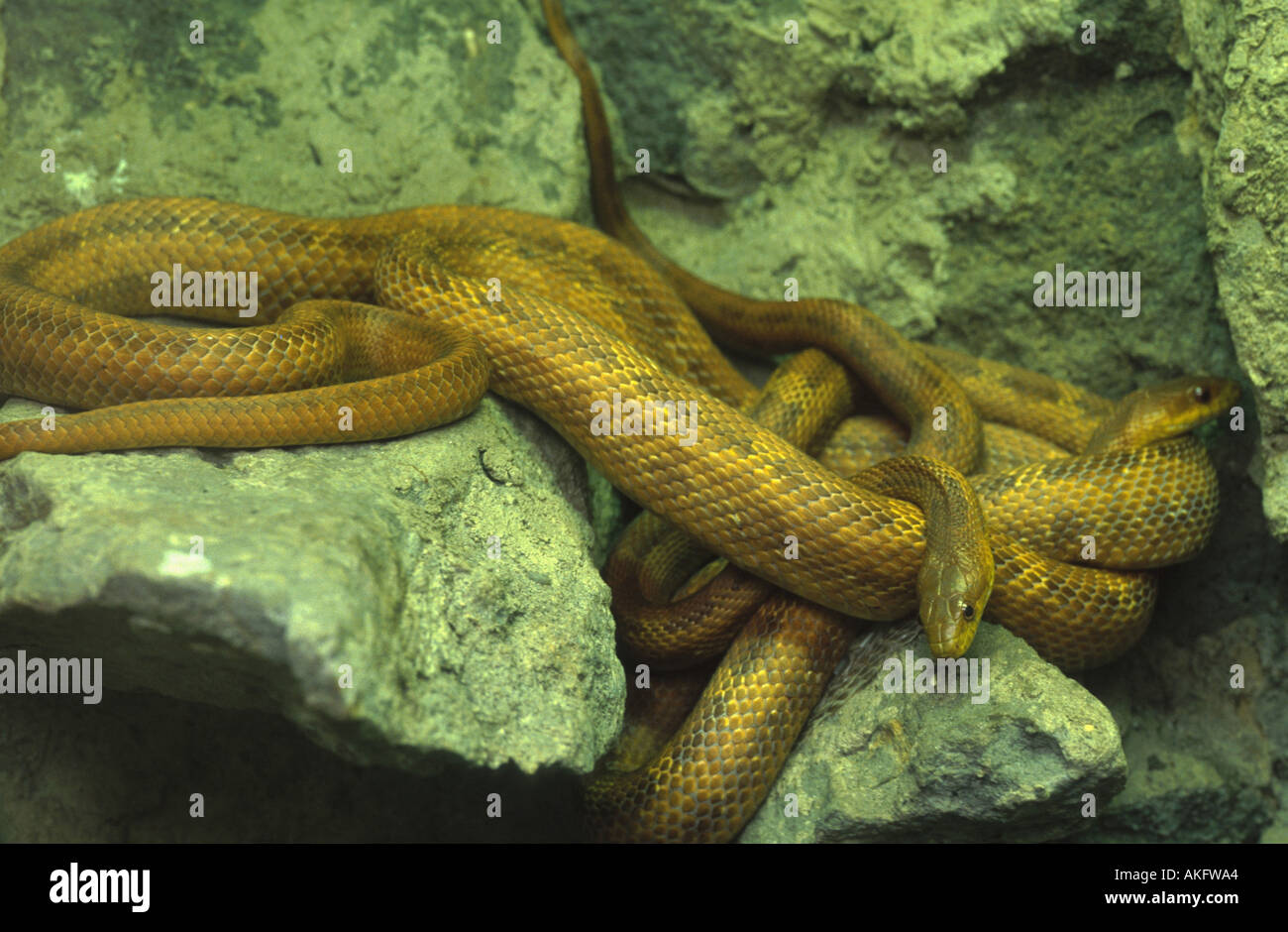 yellow rat snake (Elaphe obsoleta quadrivittata) Stock Photo