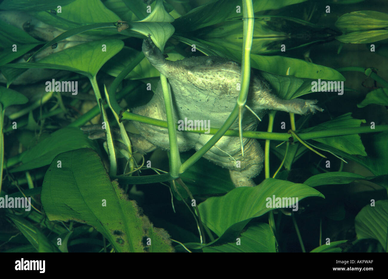 Surinam toad (Pipa pipa), under Water, amongst hygrophytes Stock Photo