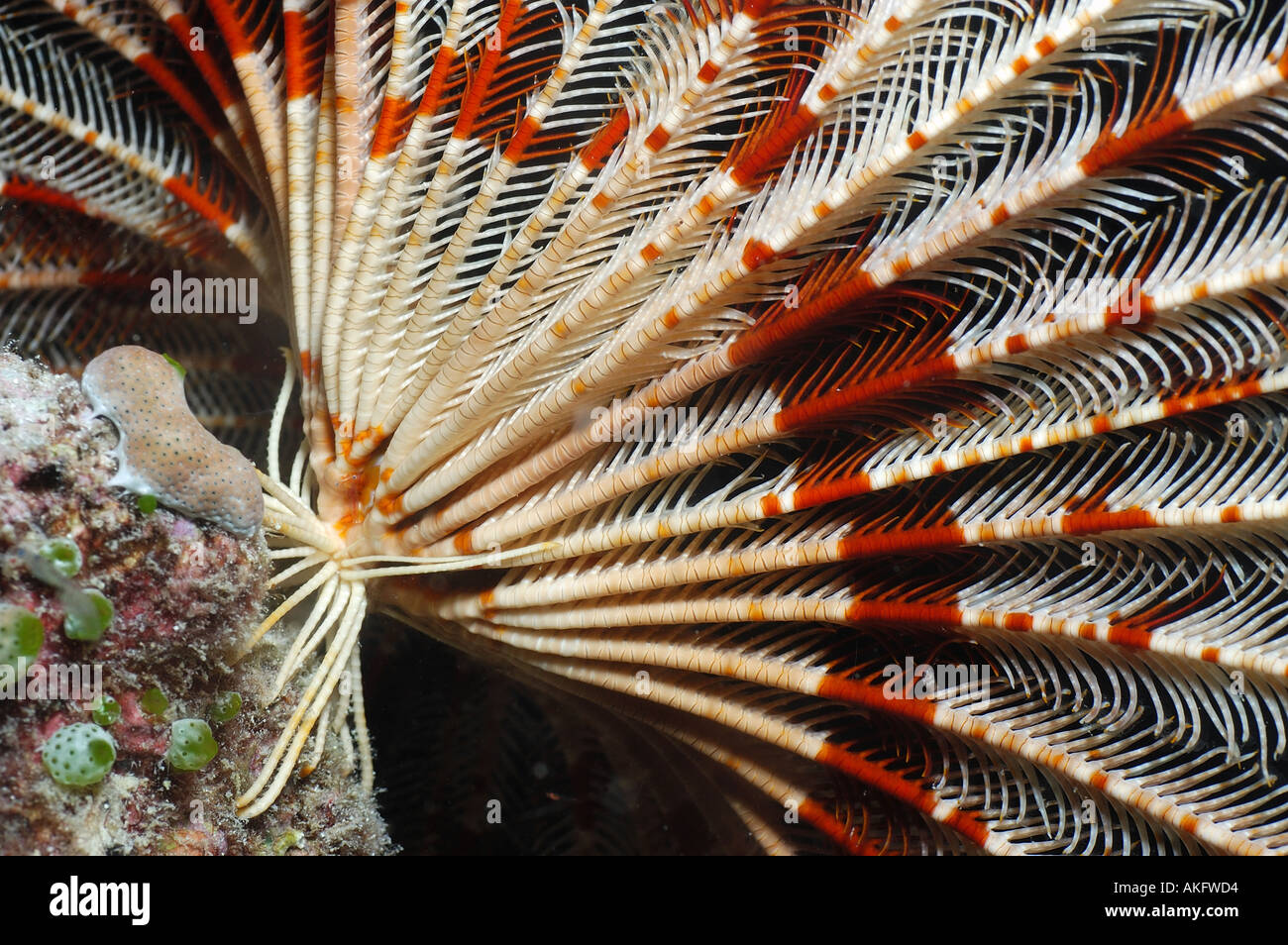 Open Feather Star showing attachment to rock Maldives Stock Photo