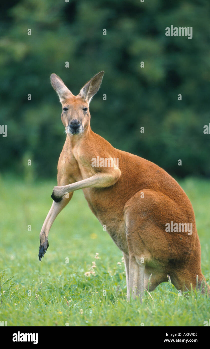 red kangaroo, plains Kangaroo, blue flier (Macropus rufus, Megaleia