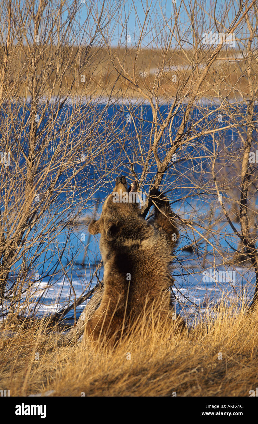 brown bear (Ursus arctos), stand up at a shrub Stock Photo