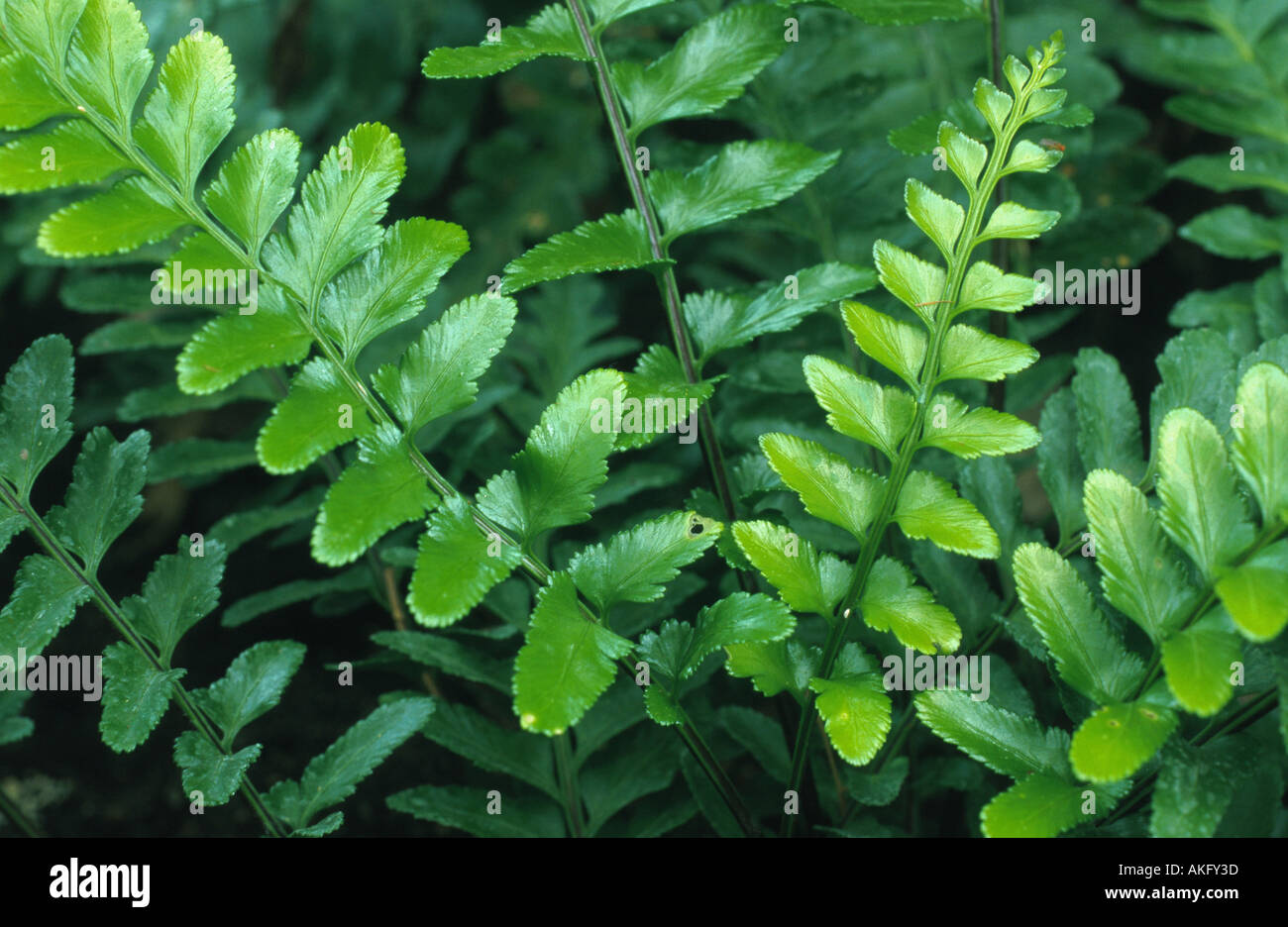 sea spleenwort (Asplenium marinum), leaf structure Stock Photo