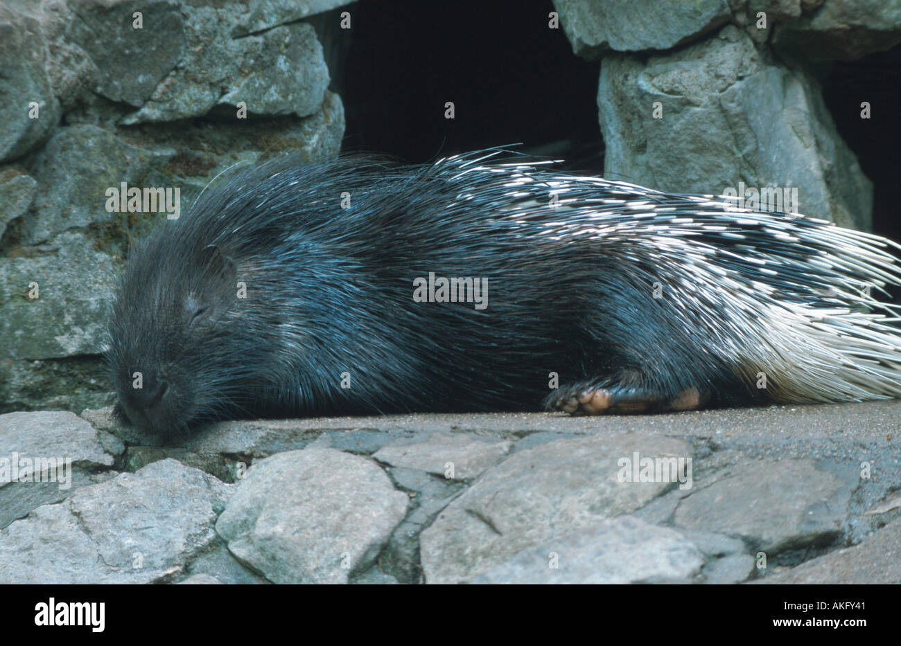 Indian crested porcupine (Hystrix indica), sleeping on a stone Stock Photo