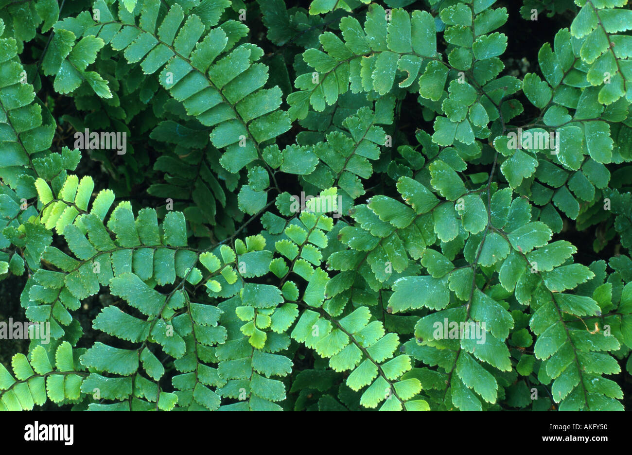 native maidenhair (Adiantum aethiopicum), leafage Stock Photo