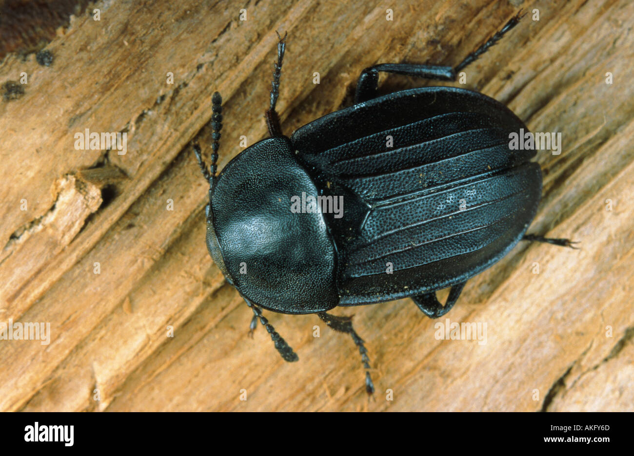 carrion beetles, burying beetles (Silphidae Stock Photo Alamy