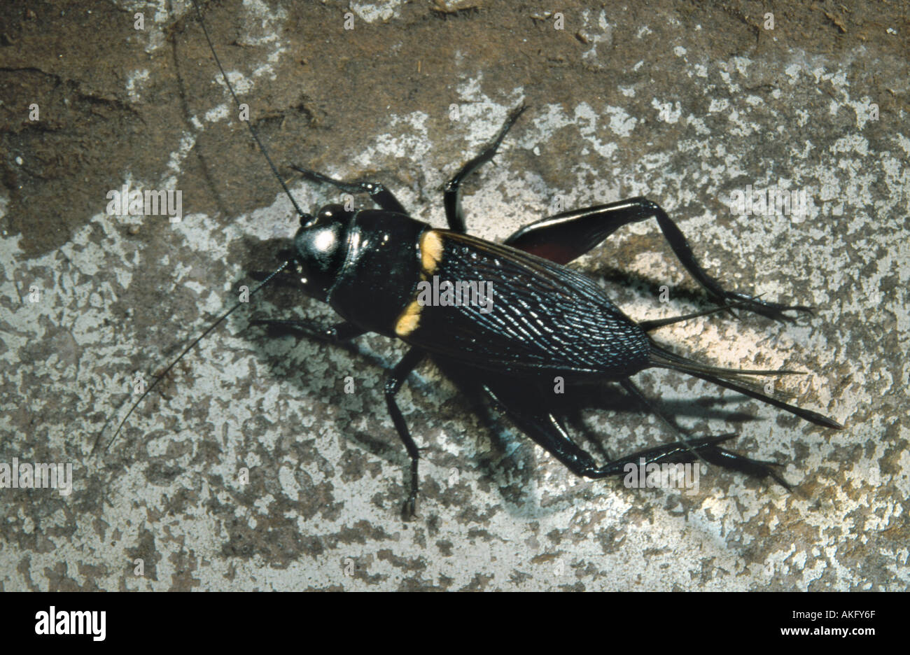 twospotted cricket, Mediterranean field cricket (Gryllus bimaculatus Stock Photo Alamy